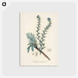 アートポストカード-Common Bugloss Illustration
 - 薬用植物学 Postcard.