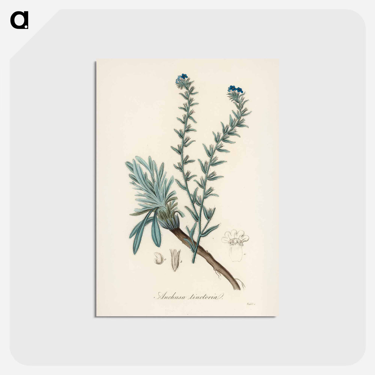 アートポストカード-Common Bugloss Illustration
 - 薬用植物学 Postcard.