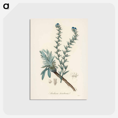 アートポストカード-Common Bugloss Illustration
 - 薬用植物学 Postcard.