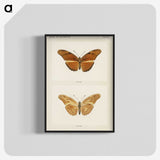 1-36_Moths-and-Butterflies-of-the-United-States_blk-crop