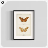 1-36_Moths-and-Butterflies-of-the-United-States_blk