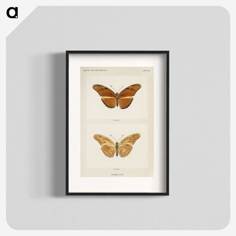 1-36_Moths-and-Butterflies-of-the-United-States_blk