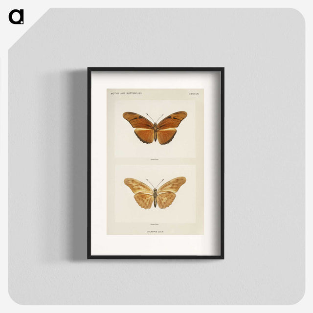 1-36_Moths-and-Butterflies-of-the-United-States_blk