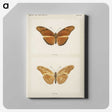 1-36_Moths-and-Butterflies-of-the-United-States_canvas