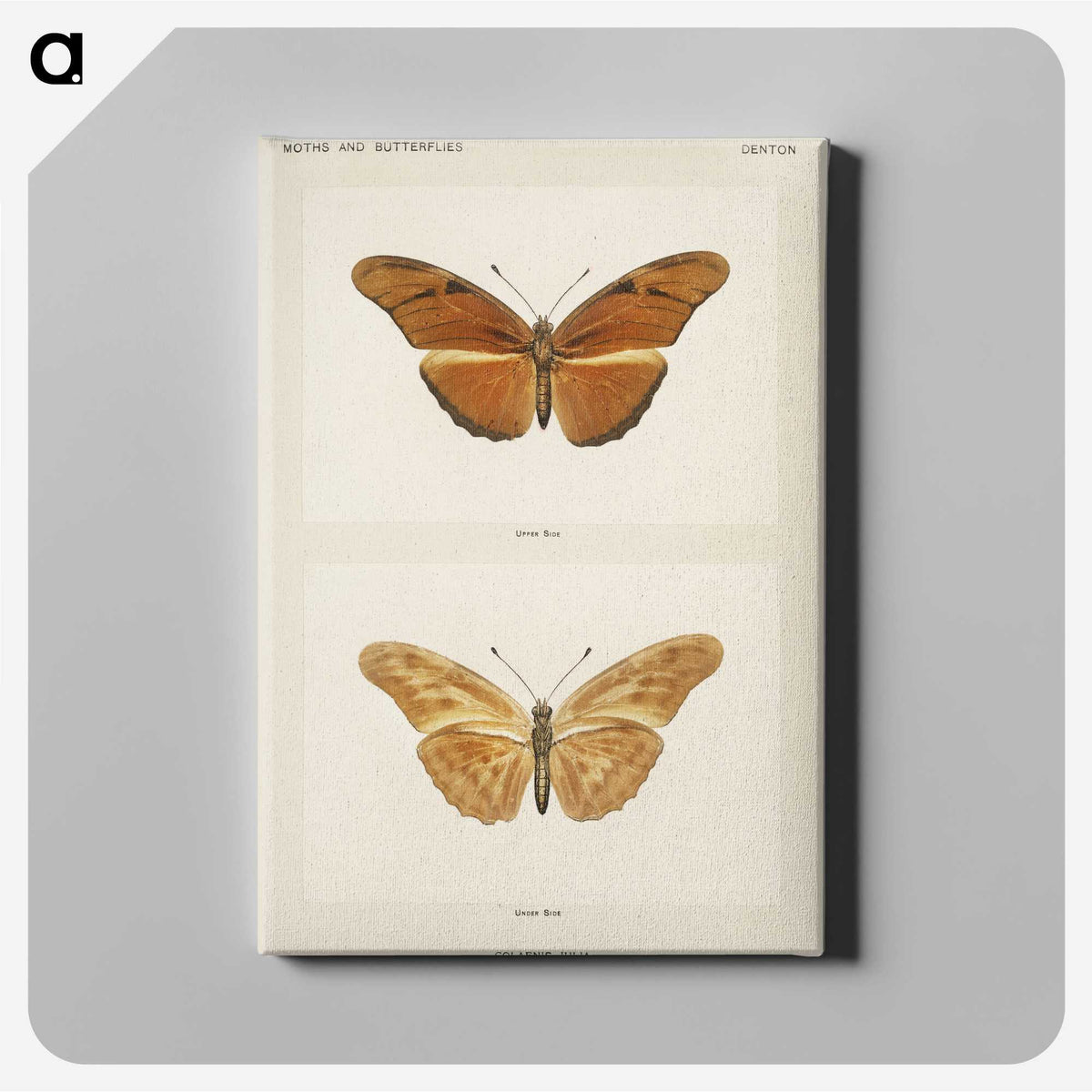 1-36_Moths-and-Butterflies-of-the-United-States_canvas
