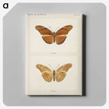 1-36_Moths-and-Butterflies-of-the-United-States_canvas