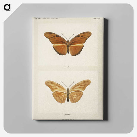 1-36_Moths-and-Butterflies-of-the-United-States_canvas