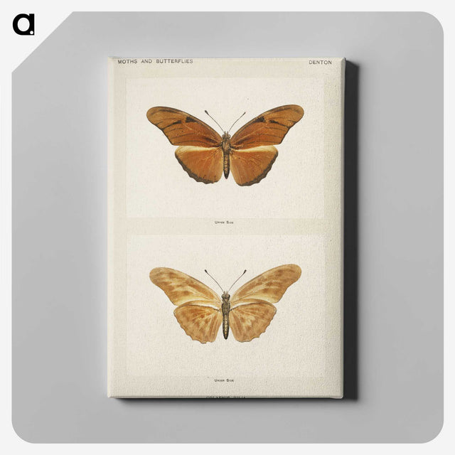 1-36_Moths-and-Butterflies-of-the-United-States_canvas