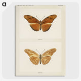 1-36_Moths-and-Butterflies-of-the-United-States_picture-crop