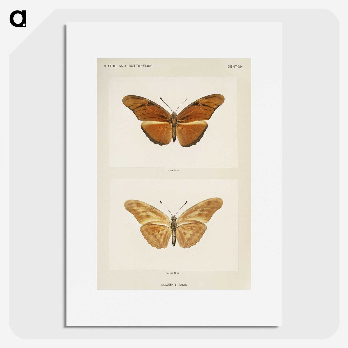 1-36_Moths-and-Butterflies-of-the-United-States_picture