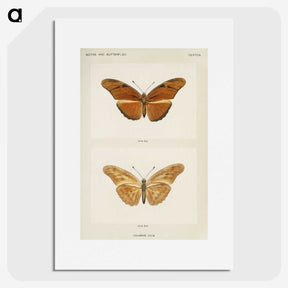 1-36_Moths-and-Butterflies-of-the-United-States_picture