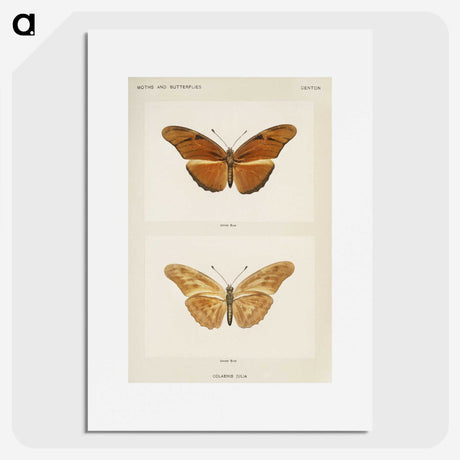 1-36_Moths-and-Butterflies-of-the-United-States_picture