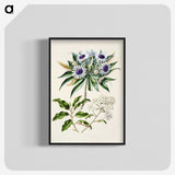 1-36_Native-Flowering-Plants-of-New-Zealand_blk-crop