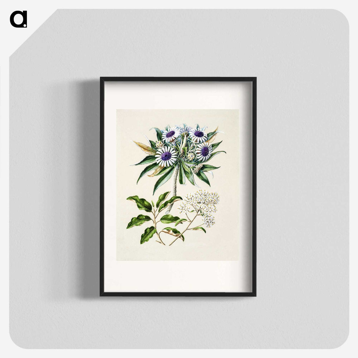 1-36_Native-Flowering-Plants-of-New-Zealand_blk