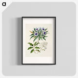 1-36_Native-Flowering-Plants-of-New-Zealand_blk
