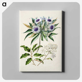 1-36_Native-Flowering-Plants-of-New-Zealand_canvas