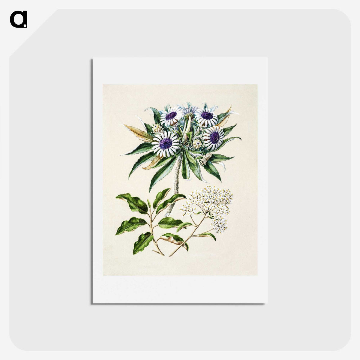1-36_Native-Flowering-Plants-of-New-Zealand_hagaki
