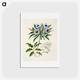 1-36_Native-Flowering-Plants-of-New-Zealand_hagaki
