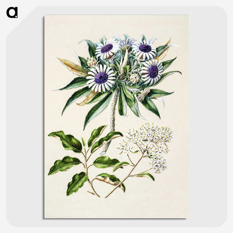 1-36_Native-Flowering-Plants-of-New-Zealand_picture-crop