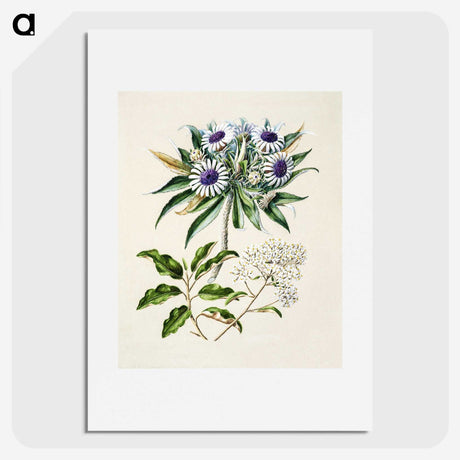 1-36_Native-Flowering-Plants-of-New-Zealand_picture