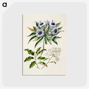1-36_Native-Flowering-Plants-of-New-Zealand_postcard