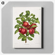 1-36_Nederlandsche-Flora-en-Pomona_canvas