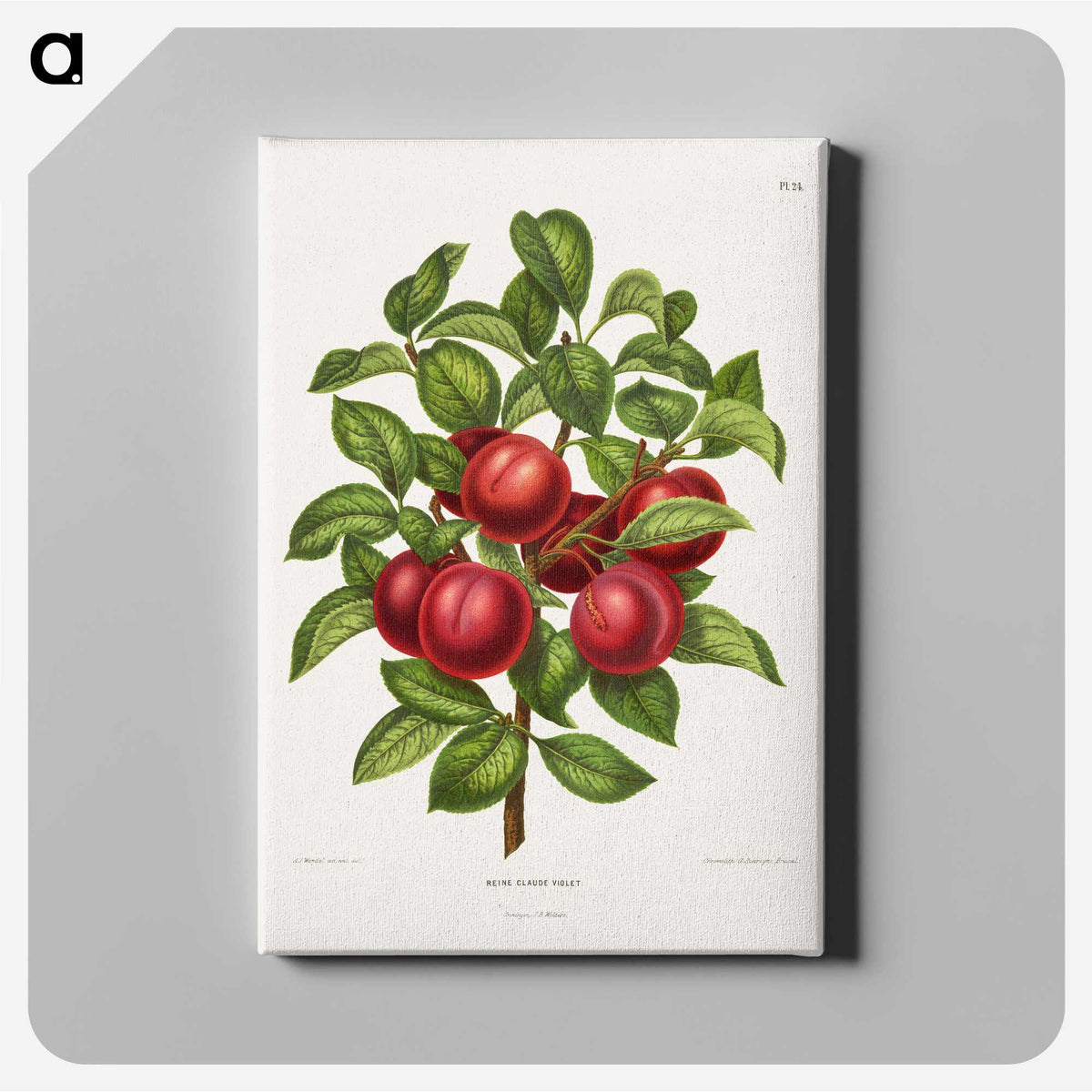 1-36_Nederlandsche-Flora-en-Pomona_canvas