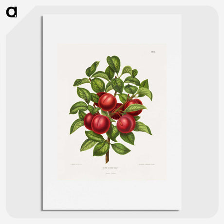 1-36_Nederlandsche-Flora-en-Pomona_picture