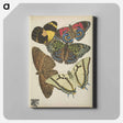 アートパネル-Vintage Butterflies
 - パピヨン Canvas.