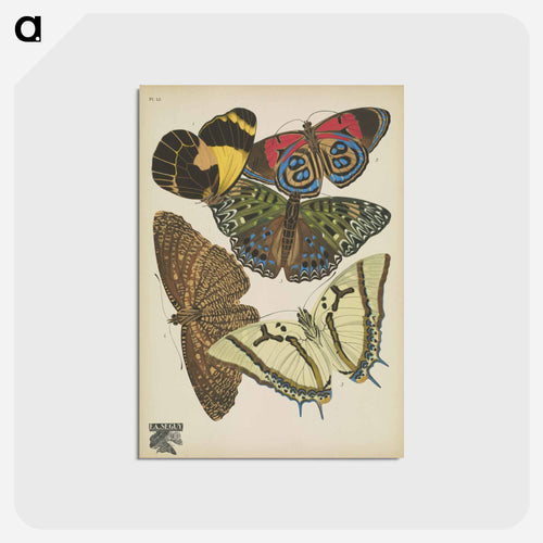 Vintage Butterflies
 - パピヨン Postcard.