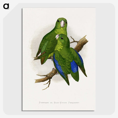 1-36_Parrots-in-Captivity_picture-crop