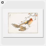 アートポスター-Golden Pheasant and Flower of Japanese Quince
 - 鳥類図鑑 Poster.