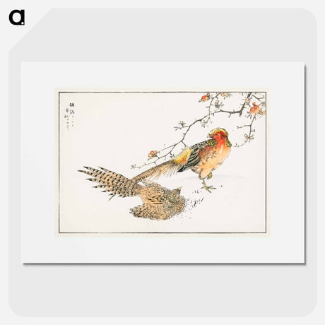 アートポスター-Golden Pheasant and Flower of Japanese Quince
 - 鳥類図鑑 Poster.