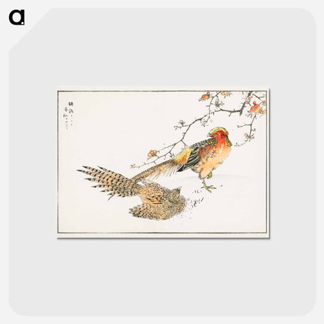 アートポストカード-Golden Pheasant and Flower of Japanese Quince
 - 鳥類図鑑 Postcard.