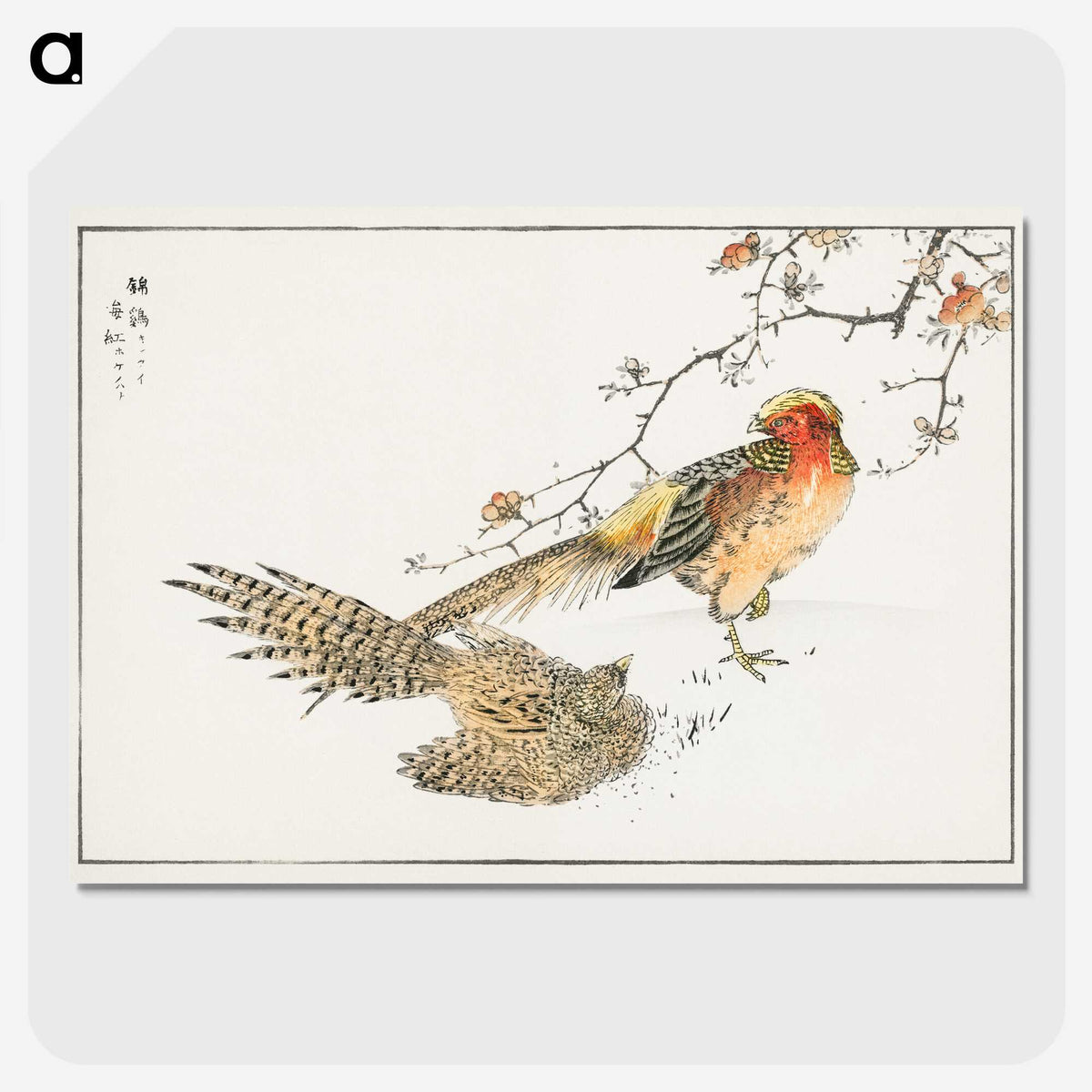 1-36_Pictorial-Monograph-of-Birds_picture-crop