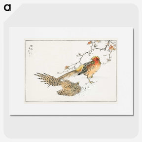 1-36_Pictorial-Monograph-of-Birds_picture