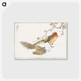 1-36_Pictorial-Monograph-of-Birds_postcard