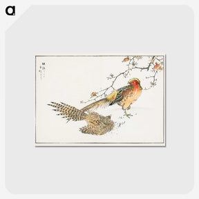 1-36_Pictorial-Monograph-of-Birds_postcard