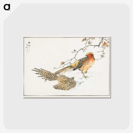1-36_Pictorial-Monograph-of-Birds_postcard