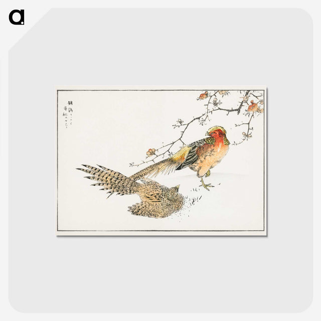1-36_Pictorial-Monograph-of-Birds_postcard