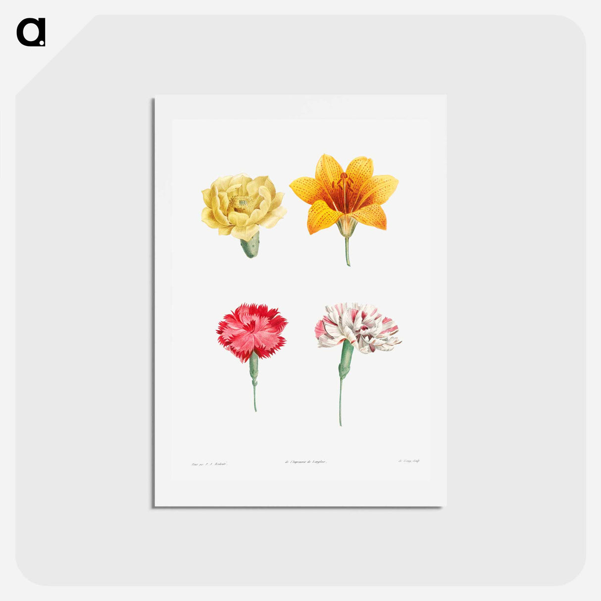 アートポストカード-Flower set from La Botanique de J. J. Rousseau - ピエール ジョゼフ ルドゥーテ Postcard.
