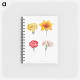 Flower set from La Botanique de J. J. Rousseau - ピエール ジョゼフ ルドゥーテ Memo.
