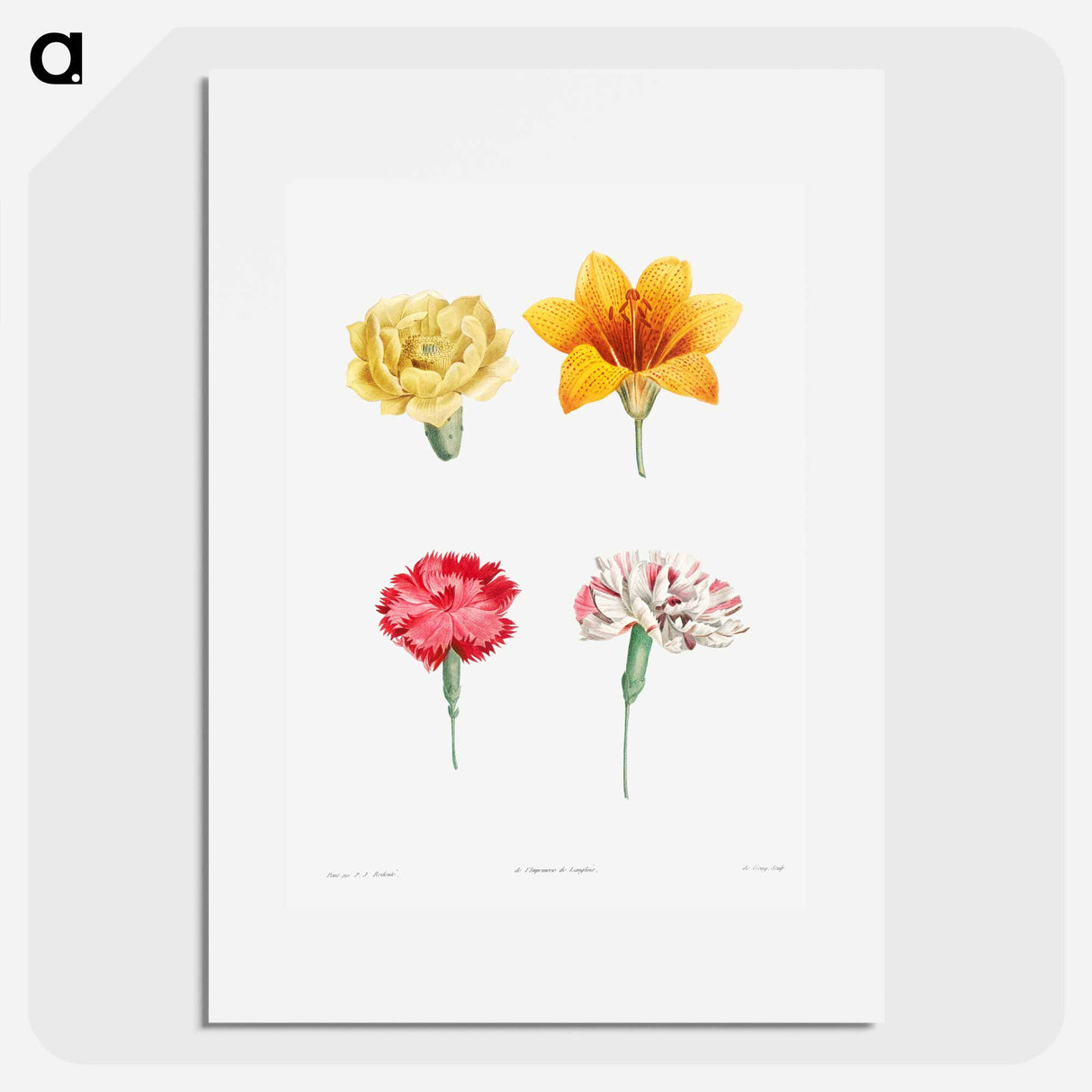 Flower set from La Botanique de J. J. Rousseau - ピエール ジョゼフ ルドゥーテ Poster.