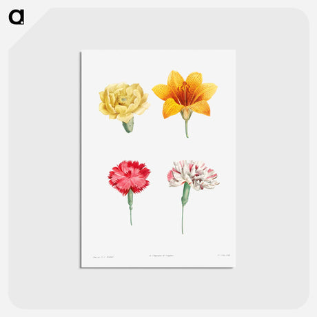 アートポストカード-Flower set from La Botanique de J. J. Rousseau - ピエール ジョゼフ ルドゥーテ Postcard.