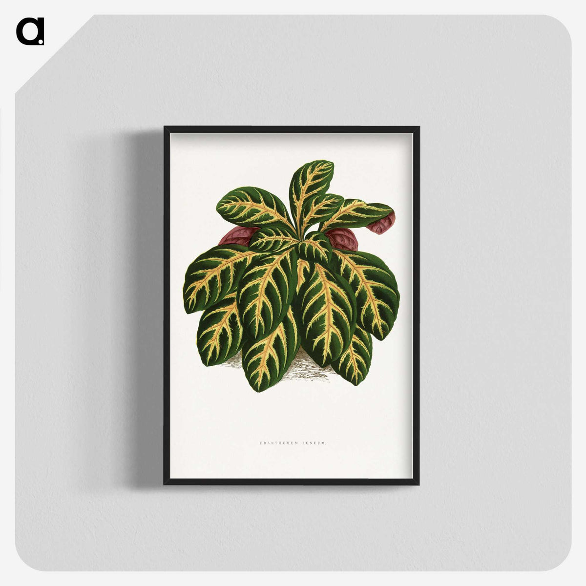 1-36_Plants-with-Colored-Foliage_blk-crop