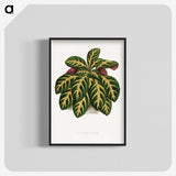 1-36_Plants-with-Colored-Foliage_blk-crop