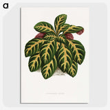 1-36_Plants-with-Colored-Foliage_picture-crop