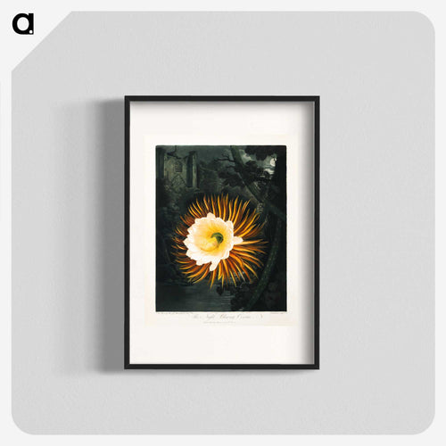 The Night-Blowing Cereus
 - ロバート ジョン ソーントン Poster.