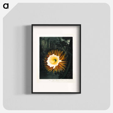 The Night-Blowing Cereus
 - ロバート ジョン ソーントン Poster.