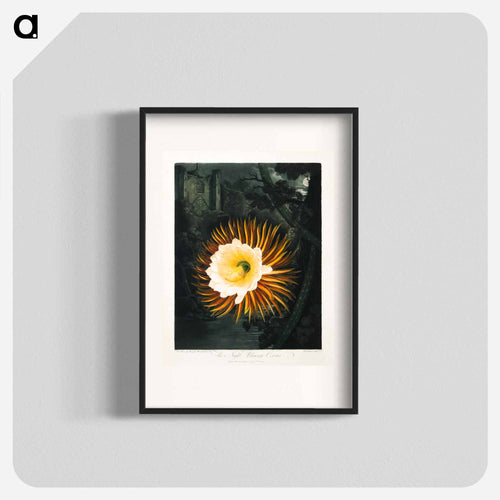 The Night-Blowing Cereus
 - ロバート ジョン ソーントン Poster.
